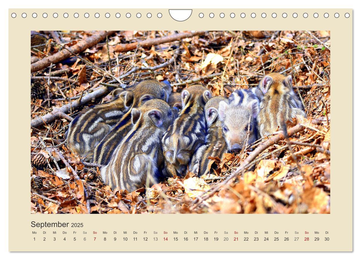 Bild: 9783435011278 | Tiere im Wald. Bezaubernde Begegnungen (Wandkalender 2025 DIN A4...