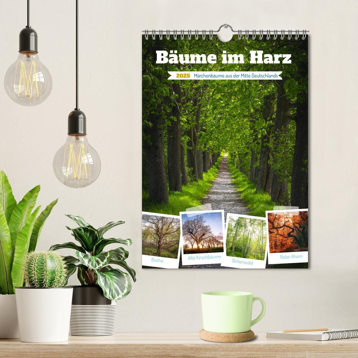 Bild: 9783435883516 | Bäume im Harz (Wandkalender 2025 DIN A4 hoch), CALVENDO Monatskalender