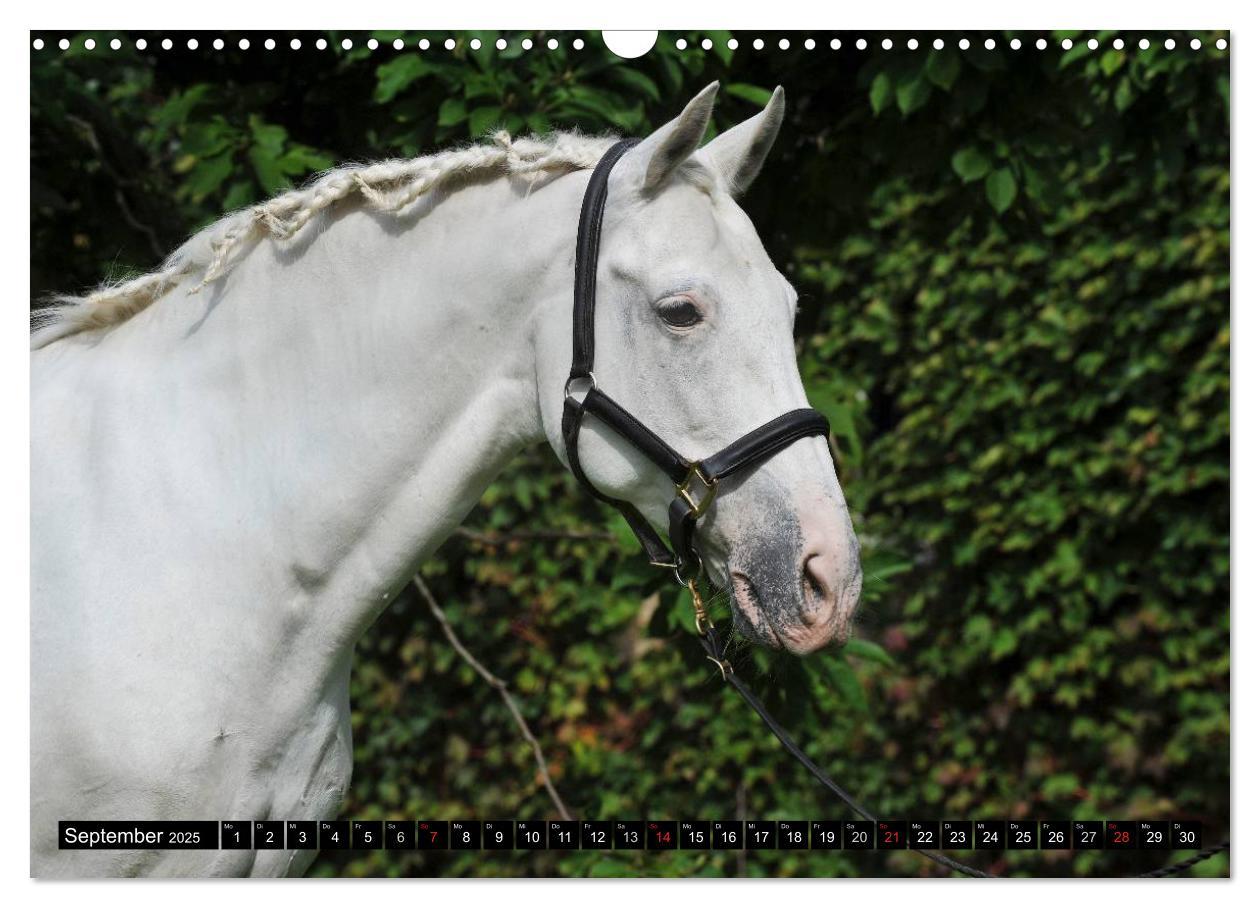 Bild: 9783435555888 | Traumpferde - Fürstliche Hofreitschule Bückeburg (Wandkalender 2025...