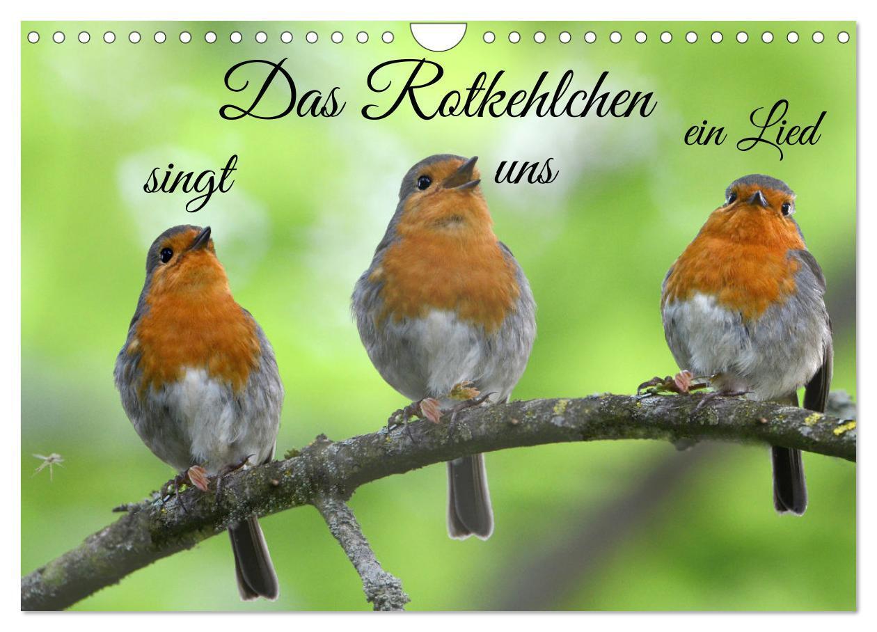 Cover: 9783435259137 | Das Rotkehlchen singt uns ein Lied (Wandkalender 2025 DIN A4 quer),...