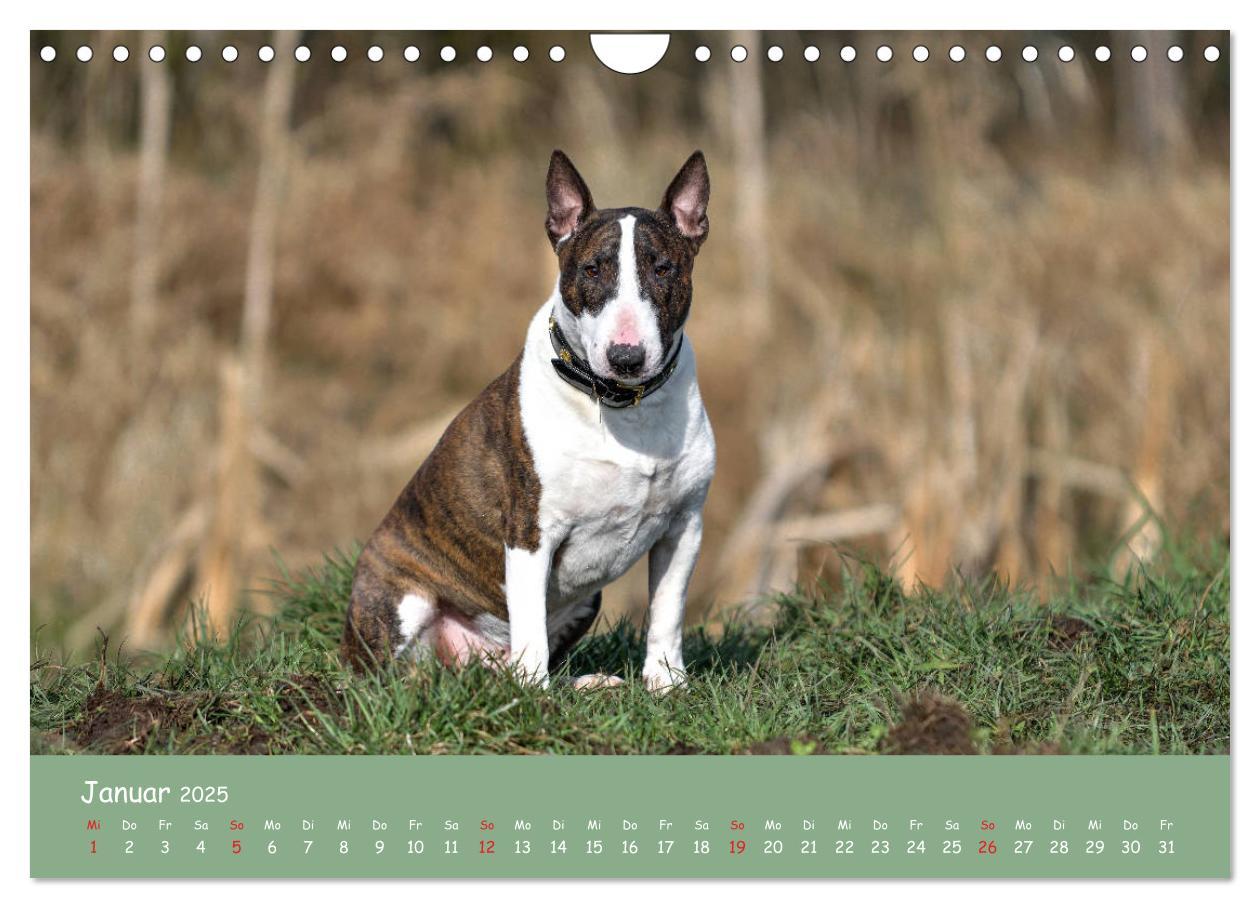 Bild: 9783435314577 | Einmal Bullterrier - immer Bullterrier (Wandkalender 2025 DIN A4...