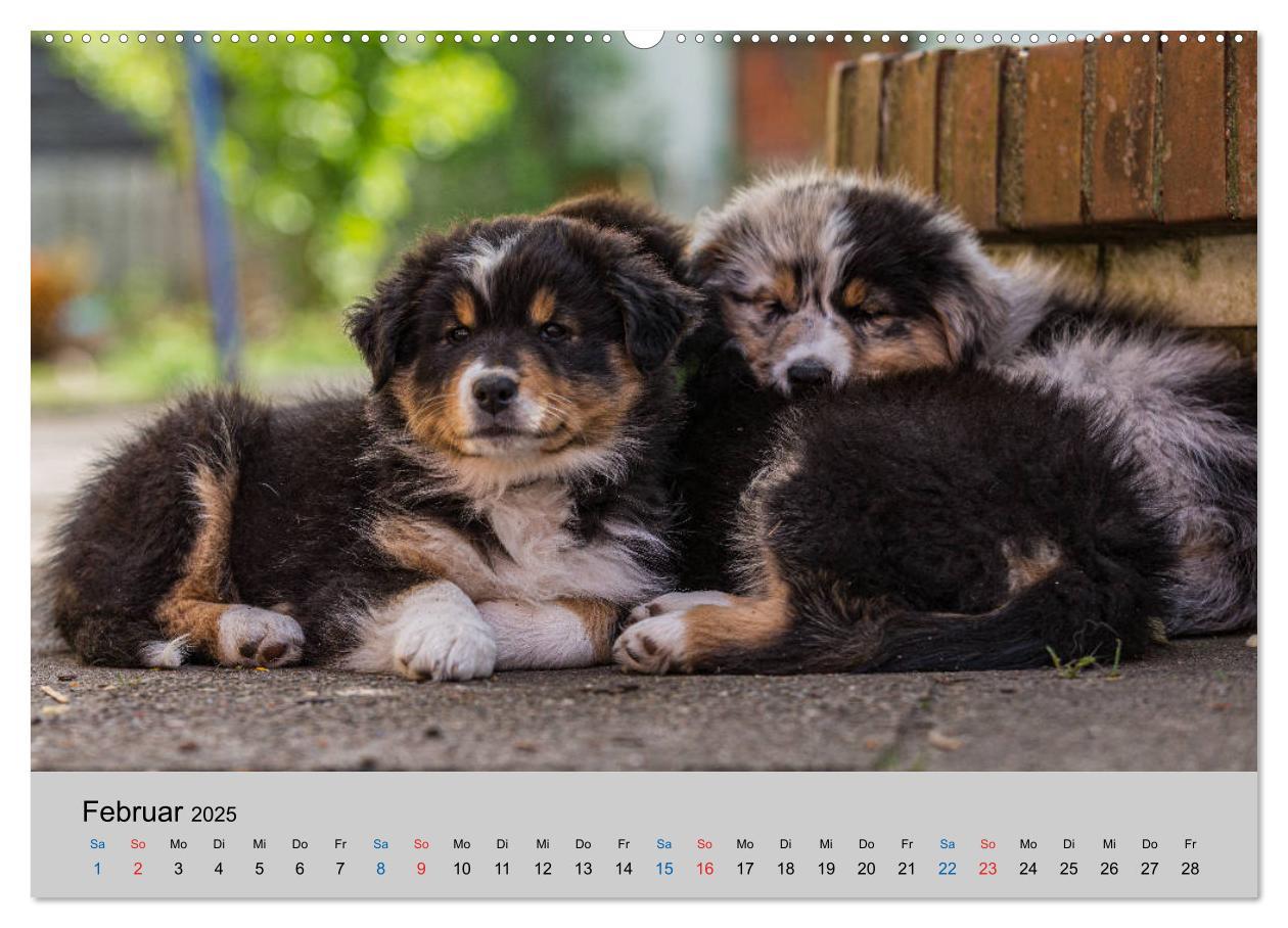 Bild: 9783435150748 | Australian Shepherd Welpen 2025 (Wandkalender 2025 DIN A2 quer),...