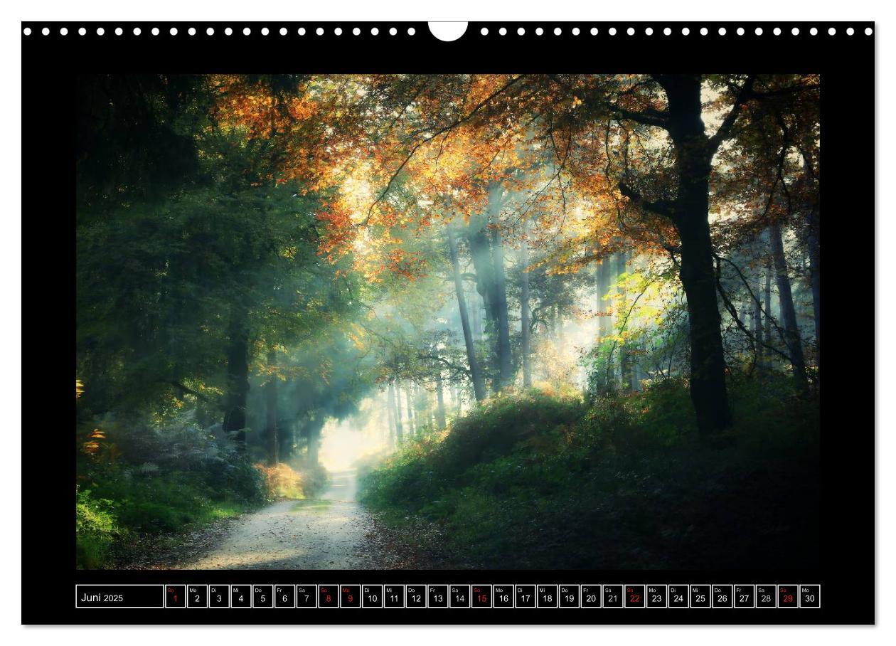 Bild: 9783435494620 | Der Reichswald bei Kleve (Wandkalender 2025 DIN A3 quer), CALVENDO...