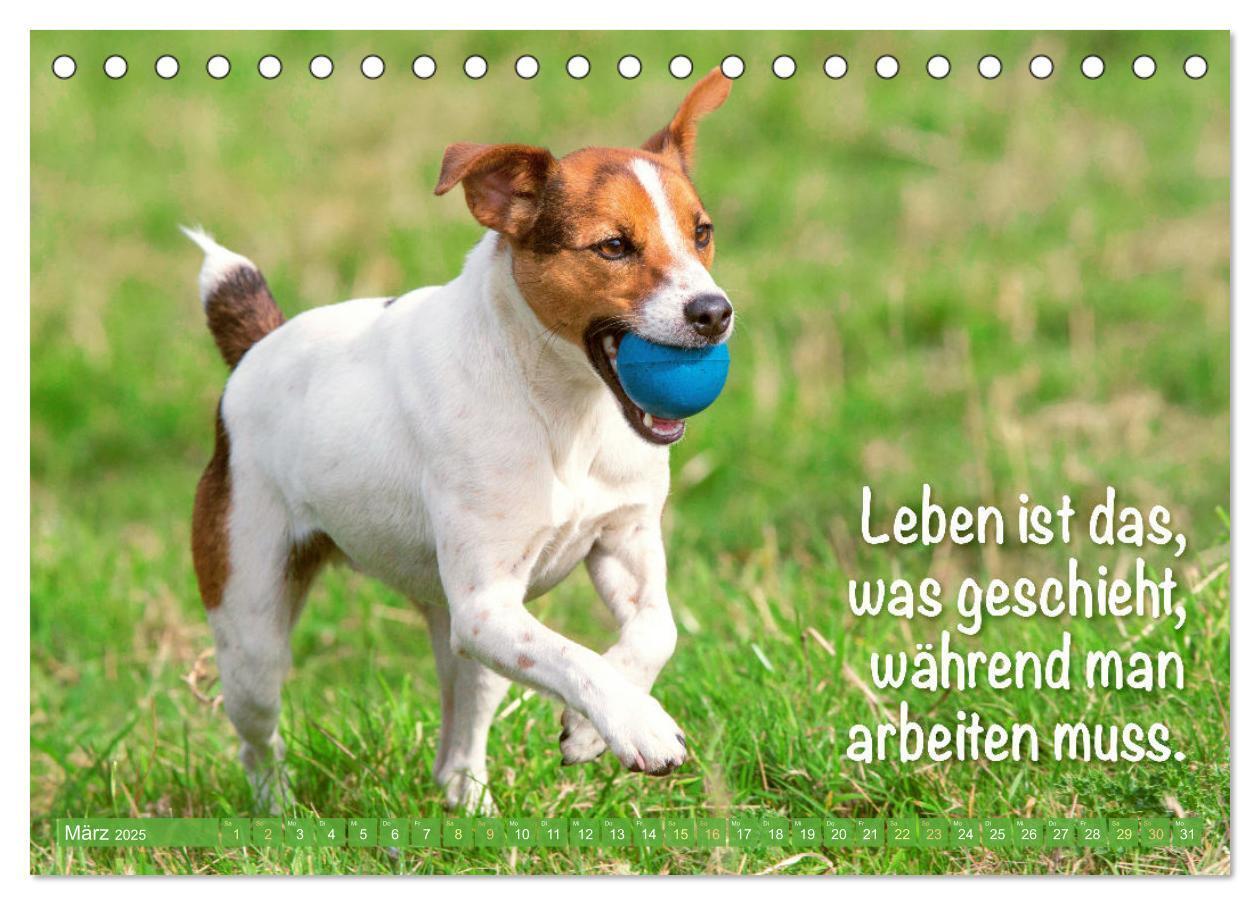 Bild: 9783457199855 | Jack Russell Terrier: flink und verspielt (Tischkalender 2025 DIN...