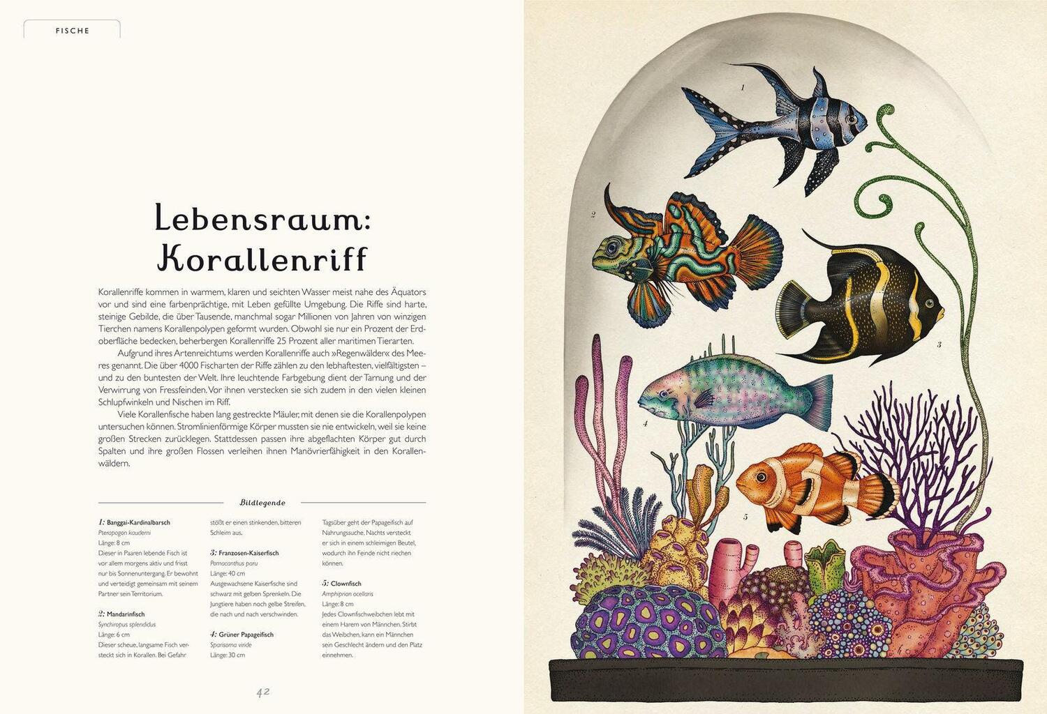 Bild: 9783791371771 | Das Museum der Tiere | Eintritt frei! | Jenny Broom | Buch | 108 S.