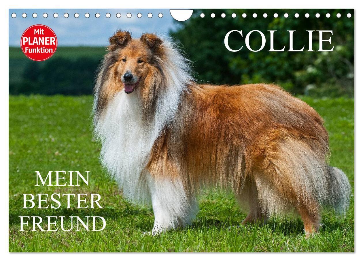 Cover: 9783383330070 | Collie - Mein bester Freund (Wandkalender 2024 DIN A4 quer),...