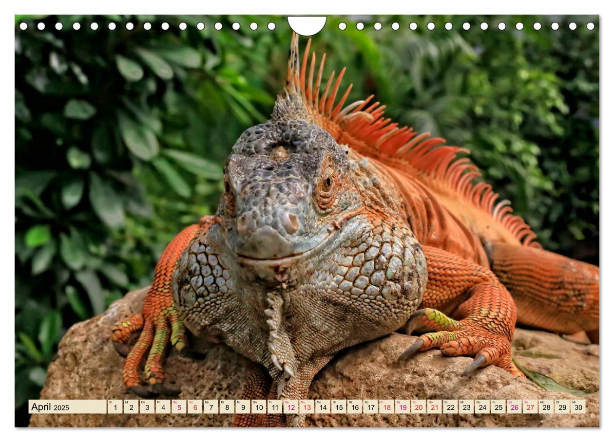 Bild: 9783435335930 | Wunderschöner Leguan (Wandkalender 2025 DIN A4 quer), CALVENDO...