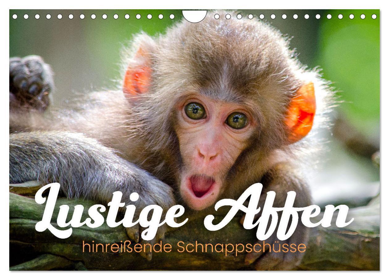 Cover: 9783675444089 | Lustige Affen - hinreißende Schnappschüsse (Wandkalender 2024 DIN...