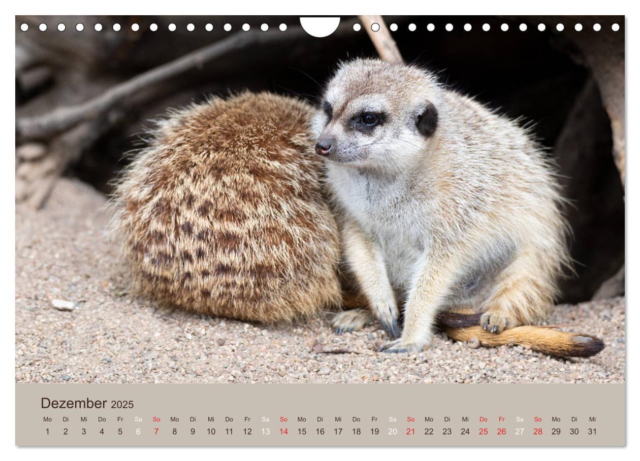 Bild: 9783435211548 | Quirlige Erdmännchen (Wandkalender 2025 DIN A4 quer), CALVENDO...