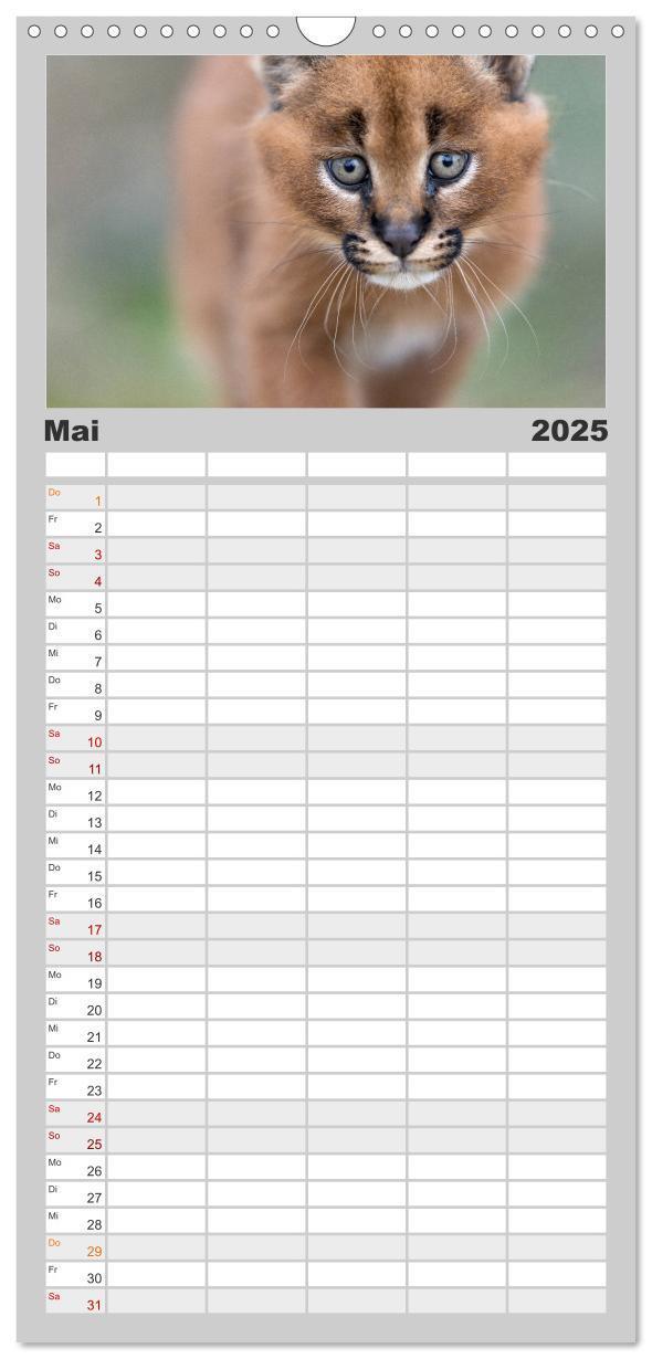 Bild: 9783457123584 | Familienplaner 2025 - Raubkatzenkinder mit 5 Spalten (Wandkalender,...