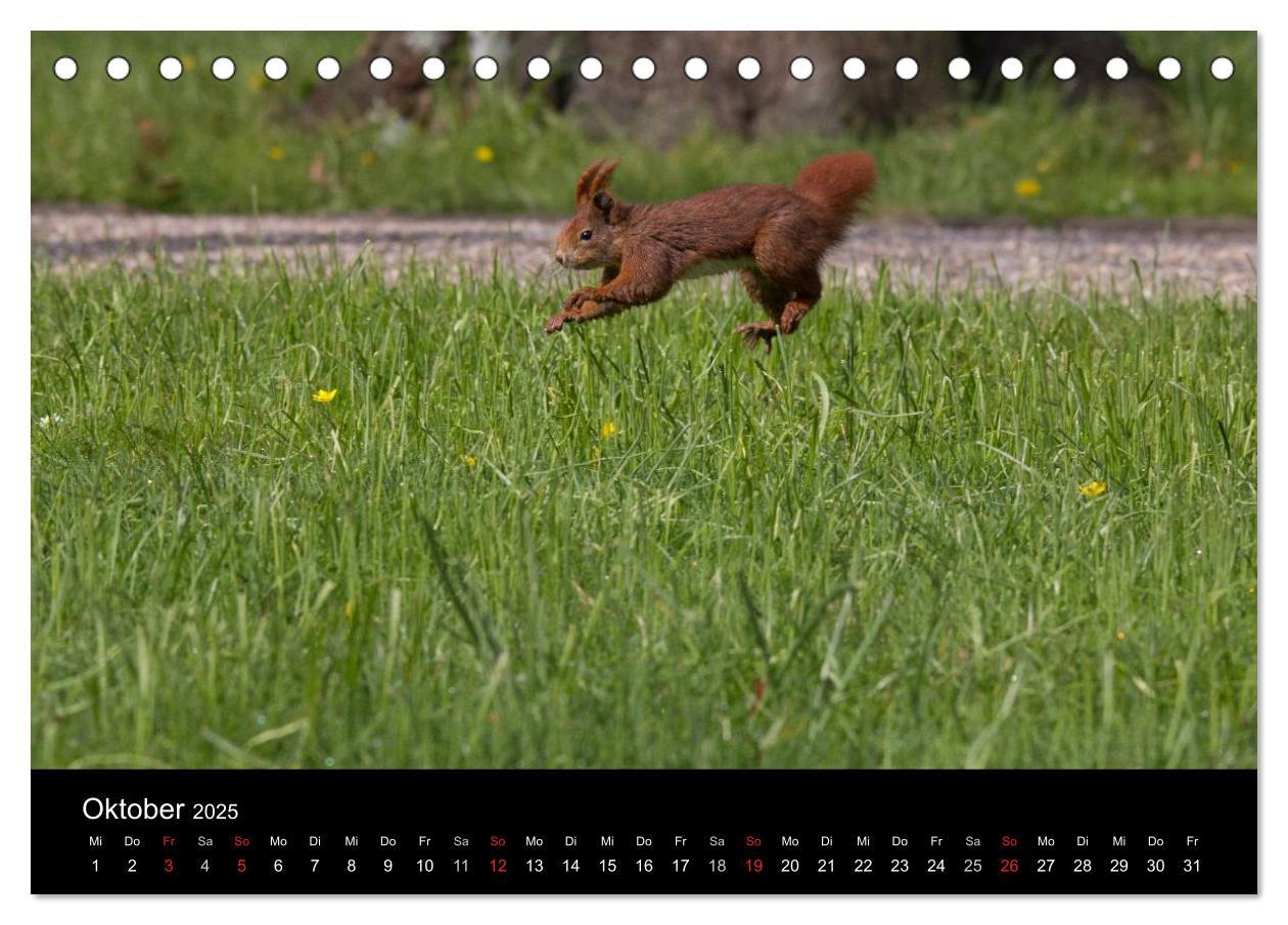 Bild: 9783435669271 | Mit dem Eichhörnchen durchs Jahr (Tischkalender 2025 DIN A5 quer),...