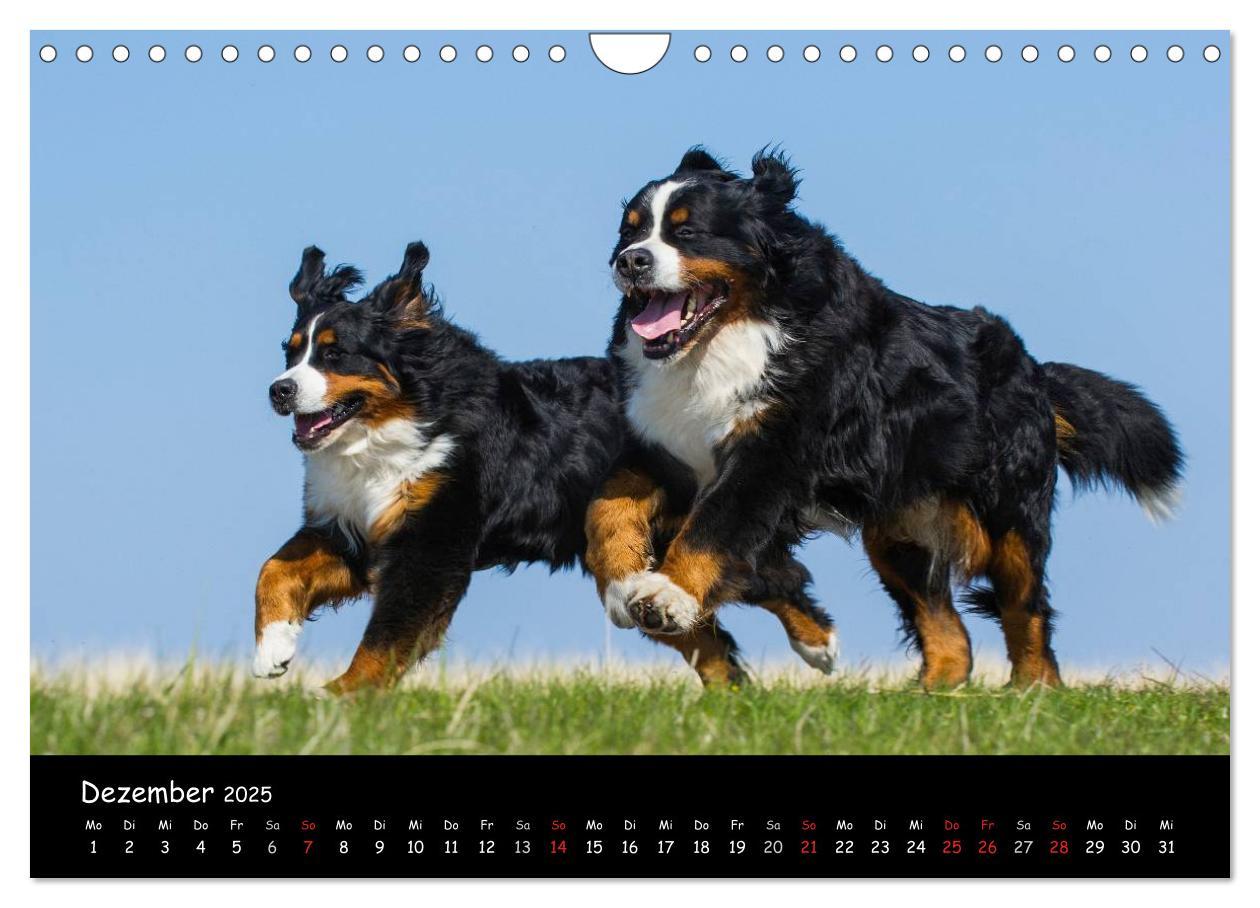 Bild: 9783435770861 | Berner Sennenhund 2025 (Wandkalender 2025 DIN A4 quer), CALVENDO...