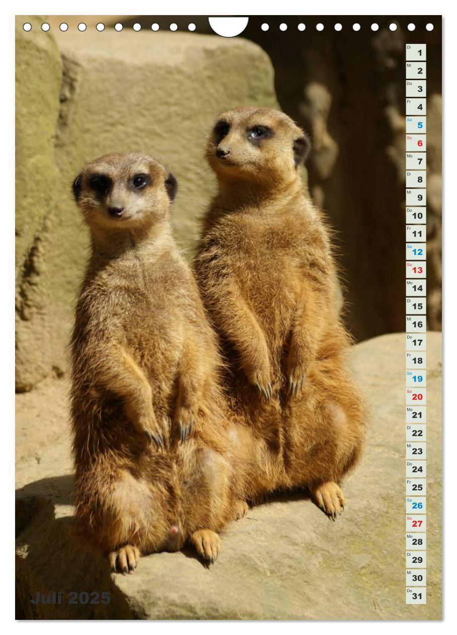 Bild: 9783457090060 | Erdmännchen-Meerkats-Surikate (Wandkalender 2025 DIN A4 hoch),...