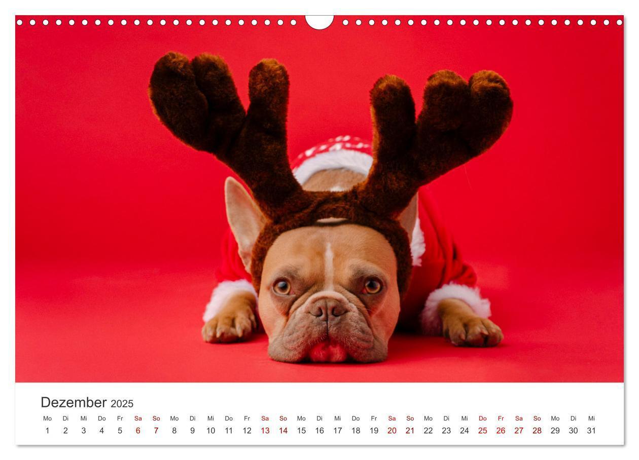 Bild: 9783457182680 | Die Bulldogge Henry (Wandkalender 2025 DIN A3 quer), CALVENDO...