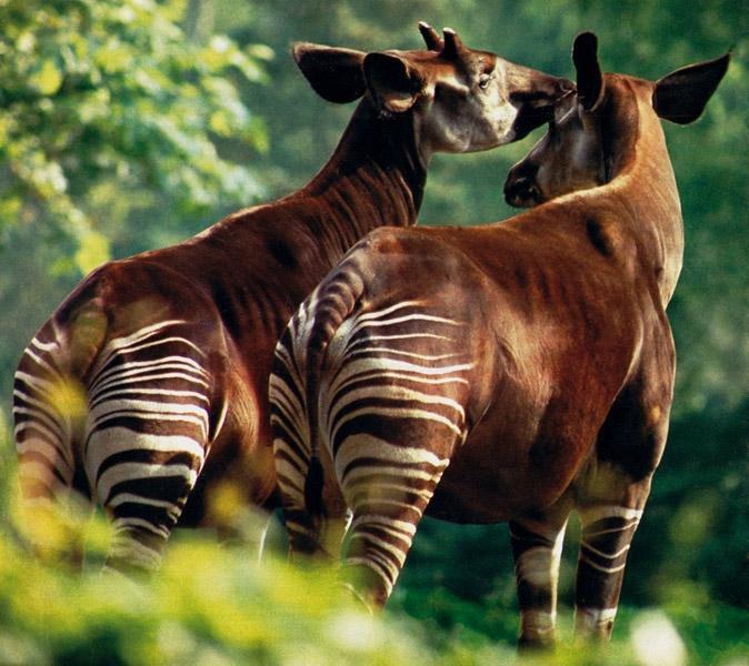 Bild: 9783772511509 | Säugetiere und Mensch. 2 Bände | Ihre Gestaltbiologie in Raum und Zeit