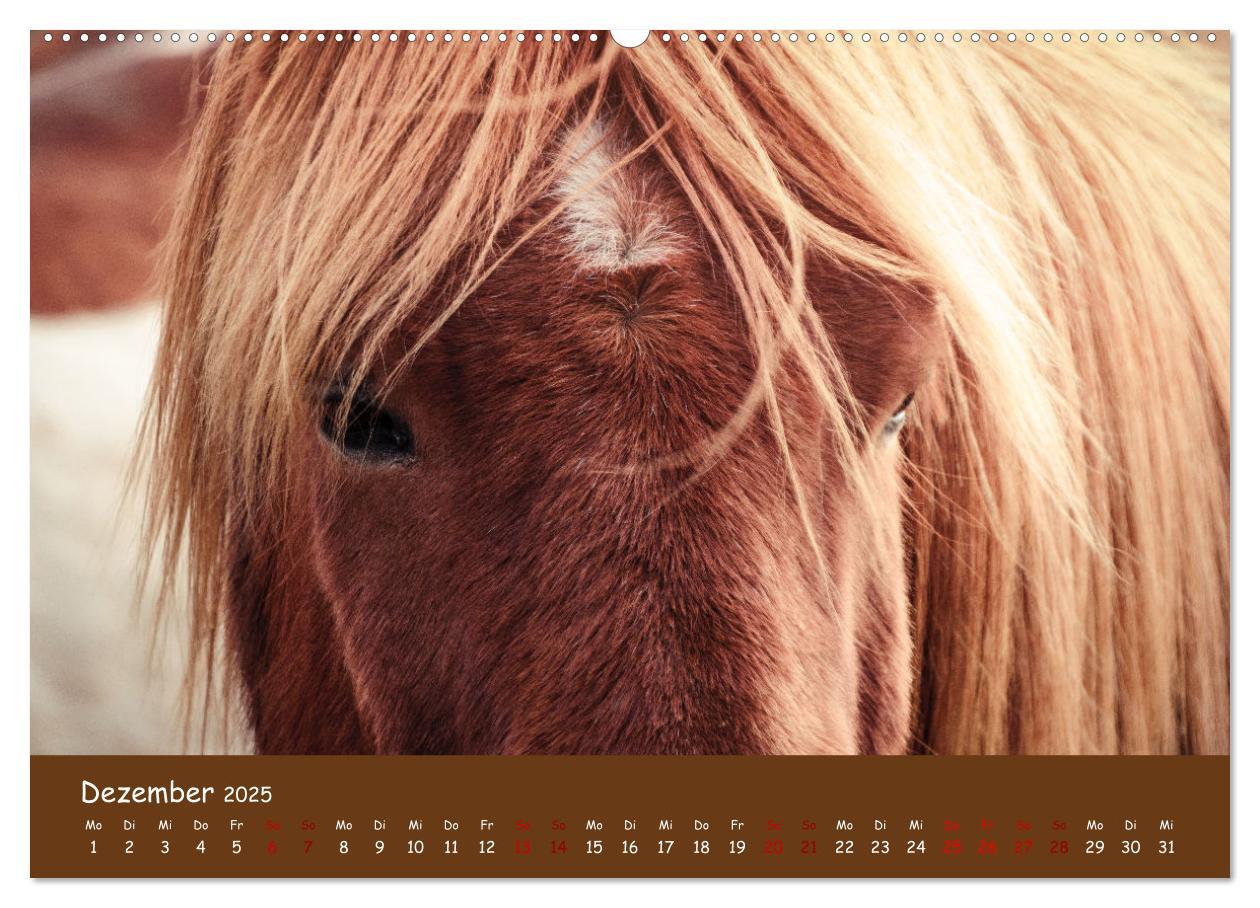 Bild: 9783435071364 | Das Islandpferd (Wandkalender 2025 DIN A2 quer), CALVENDO...