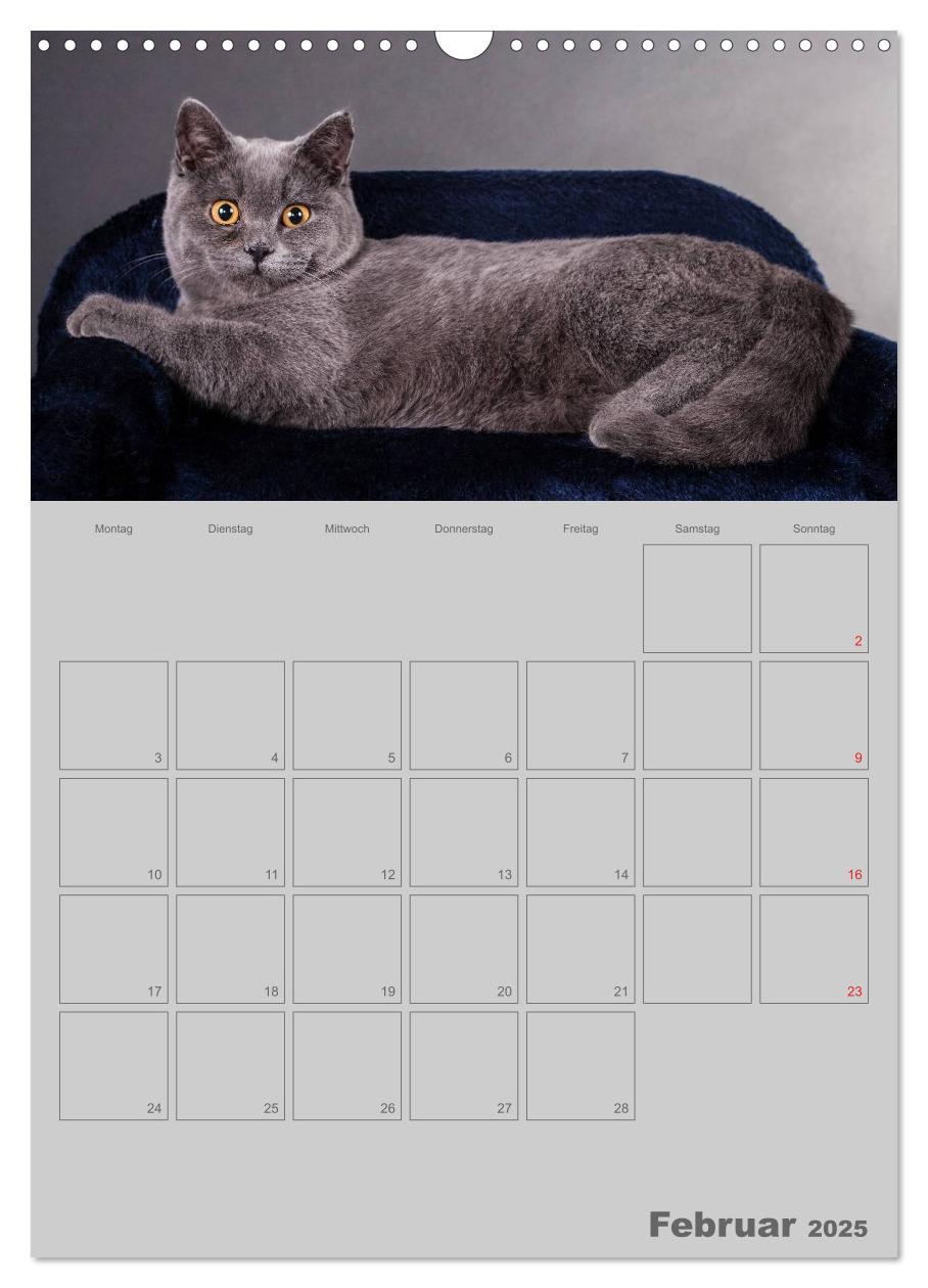 Bild: 9783457074480 | Britisch Kurzhaar Katzen - Planer (Wandkalender 2025 DIN A3 hoch),...