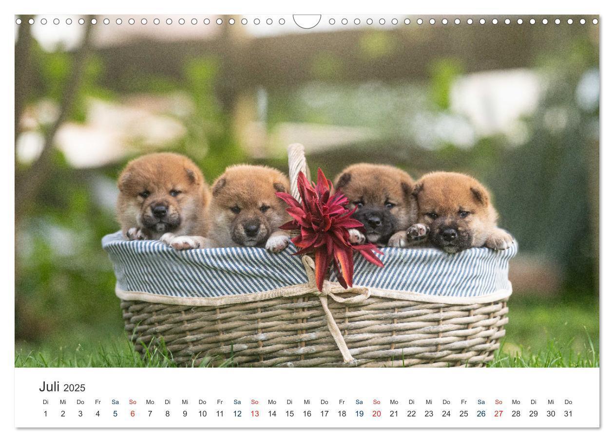 Bild: 9783457234143 | Shiba Inu - mutig, treu, selbstbewusst (Wandkalender 2025 DIN A3...