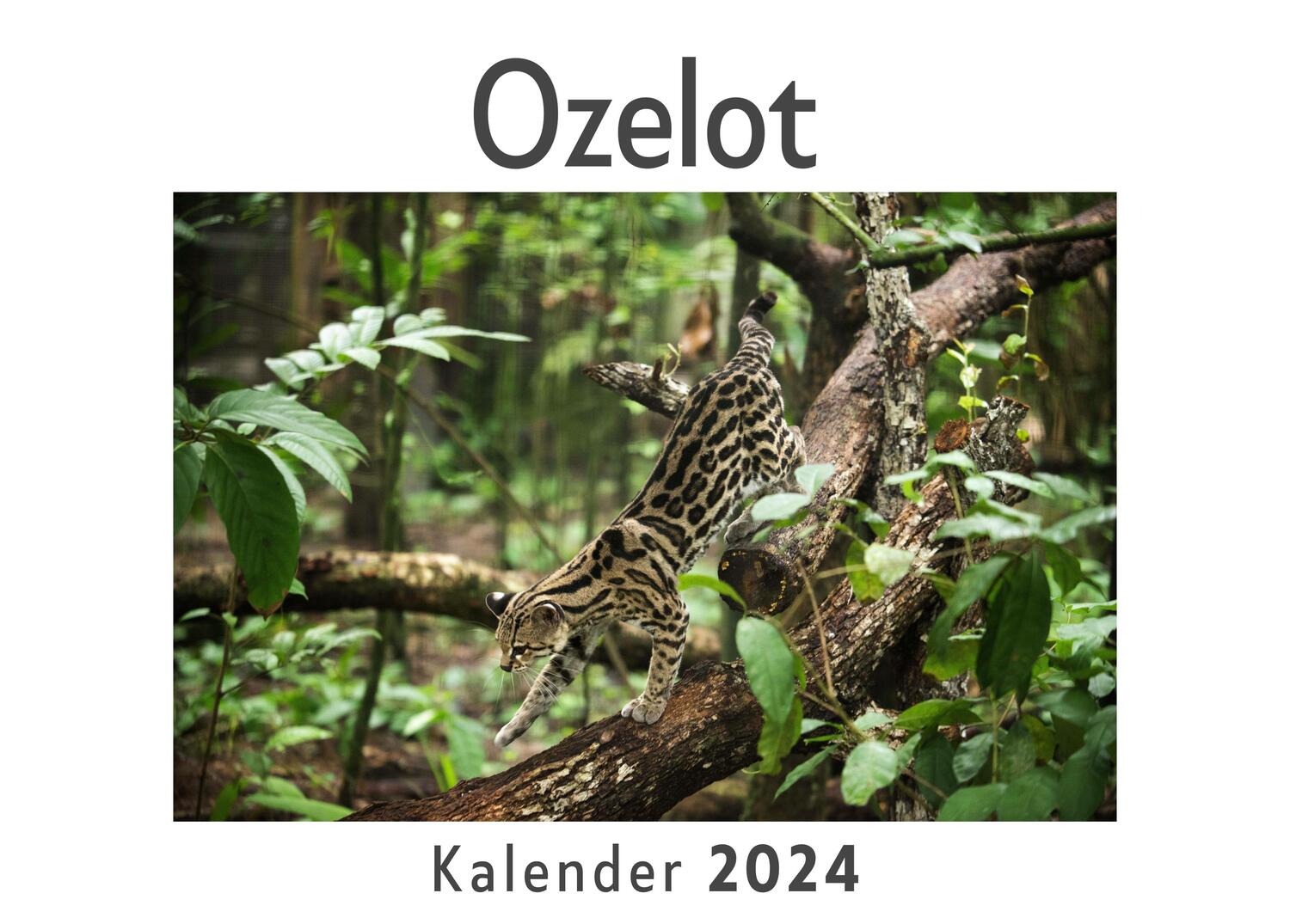 Cover: 9783750556980 | Ozelot (Wandkalender 2024, Kalender DIN A4 quer, Monatskalender im...