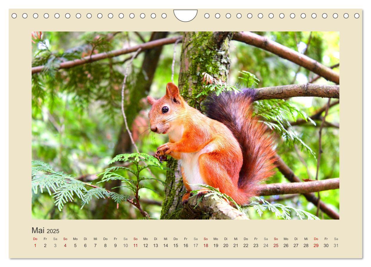 Bild: 9783435011278 | Tiere im Wald. Bezaubernde Begegnungen (Wandkalender 2025 DIN A4...