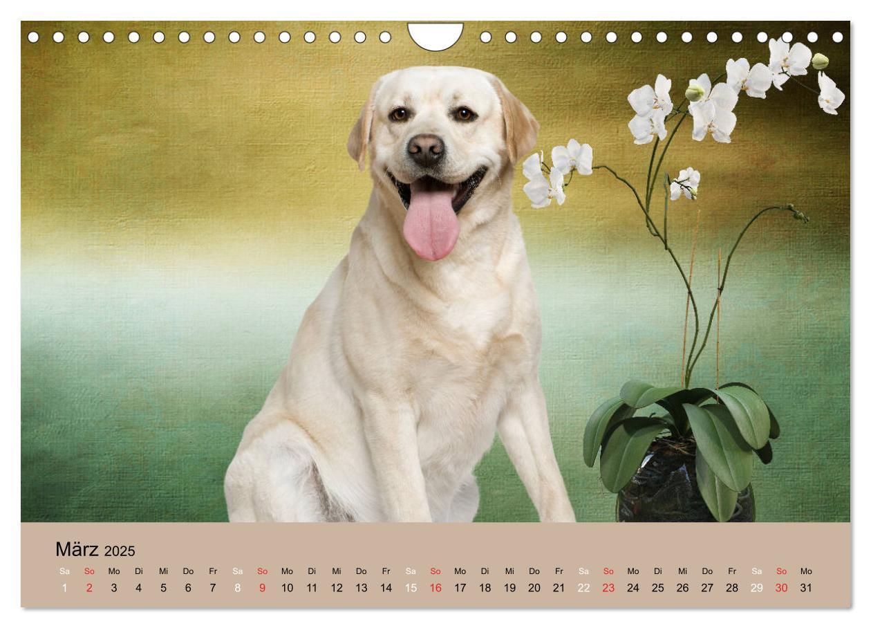 Bild: 9783435161805 | Labrador Retriever unsere Freunde (Wandkalender 2025 DIN A4 quer),...