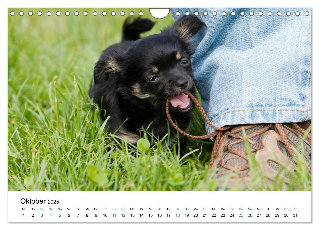 Bild: 9783435772810 | Chihuahuas - kleine Herzensbrecher (Wandkalender 2025 DIN A4 quer),...