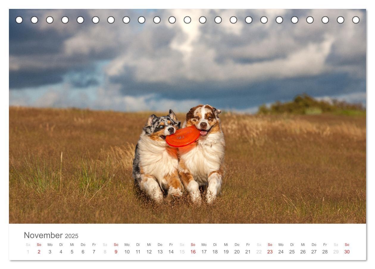 Bild: 9783435671762 | Australian Shepherd 2025 (Tischkalender 2025 DIN A5 quer), CALVENDO...