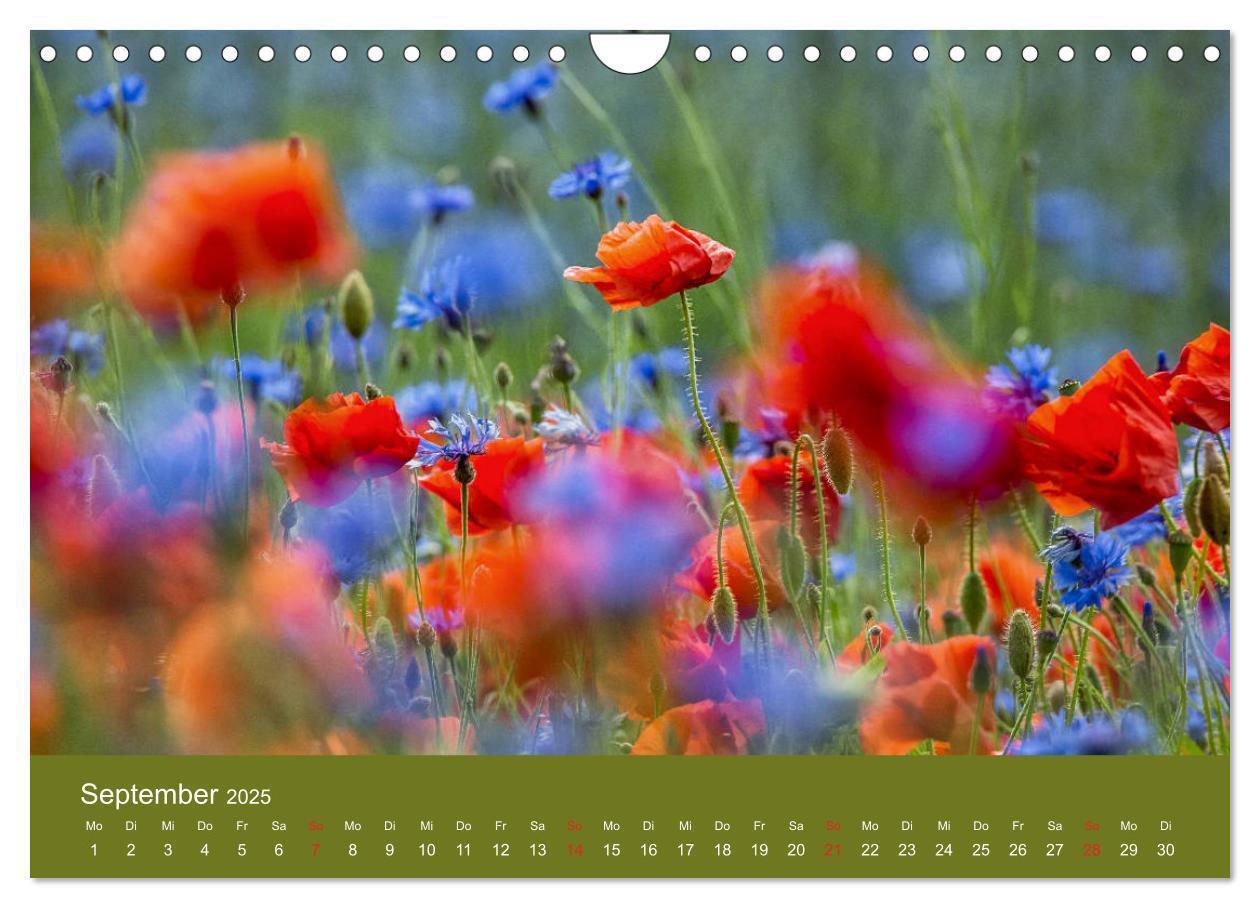 Bild: 9783435122967 | Mohnblumen Romantik (Wandkalender 2025 DIN A4 quer), CALVENDO...