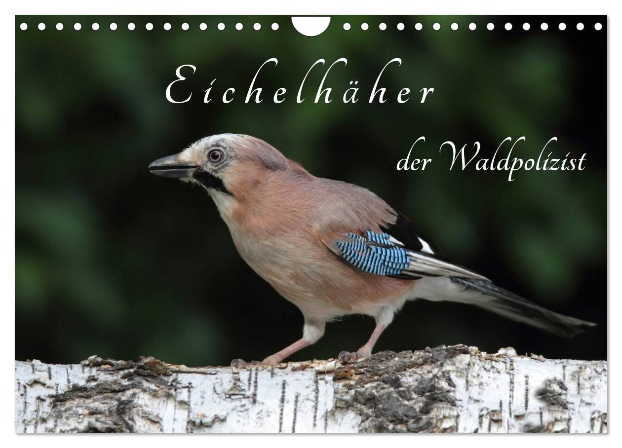 Cover: 9783435560264 | Eichelhäher der Waldpolizist (Wandkalender 2025 DIN A4 quer),...