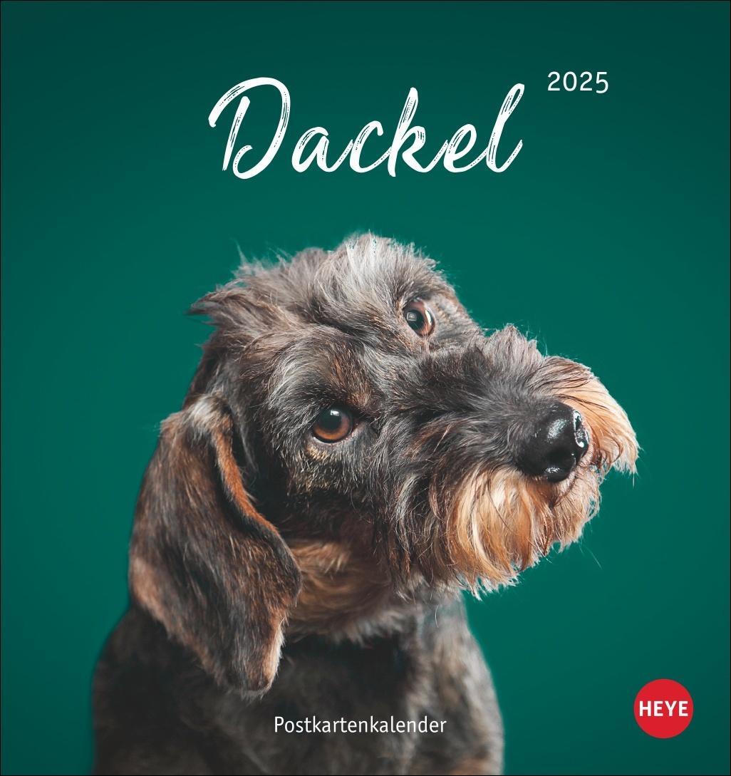 Cover: 9783756407156 | Dackel Postkartenkalender 2025 | Heye | Kalender | Spiralbindung