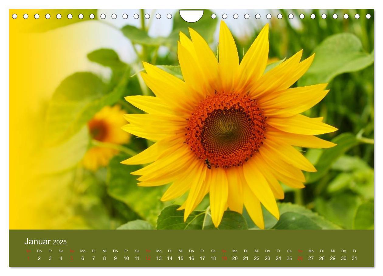 Bild: 9783435800209 | Sonnenblumen - die Blumen der Lebensfreude (Wandkalender 2025 DIN...