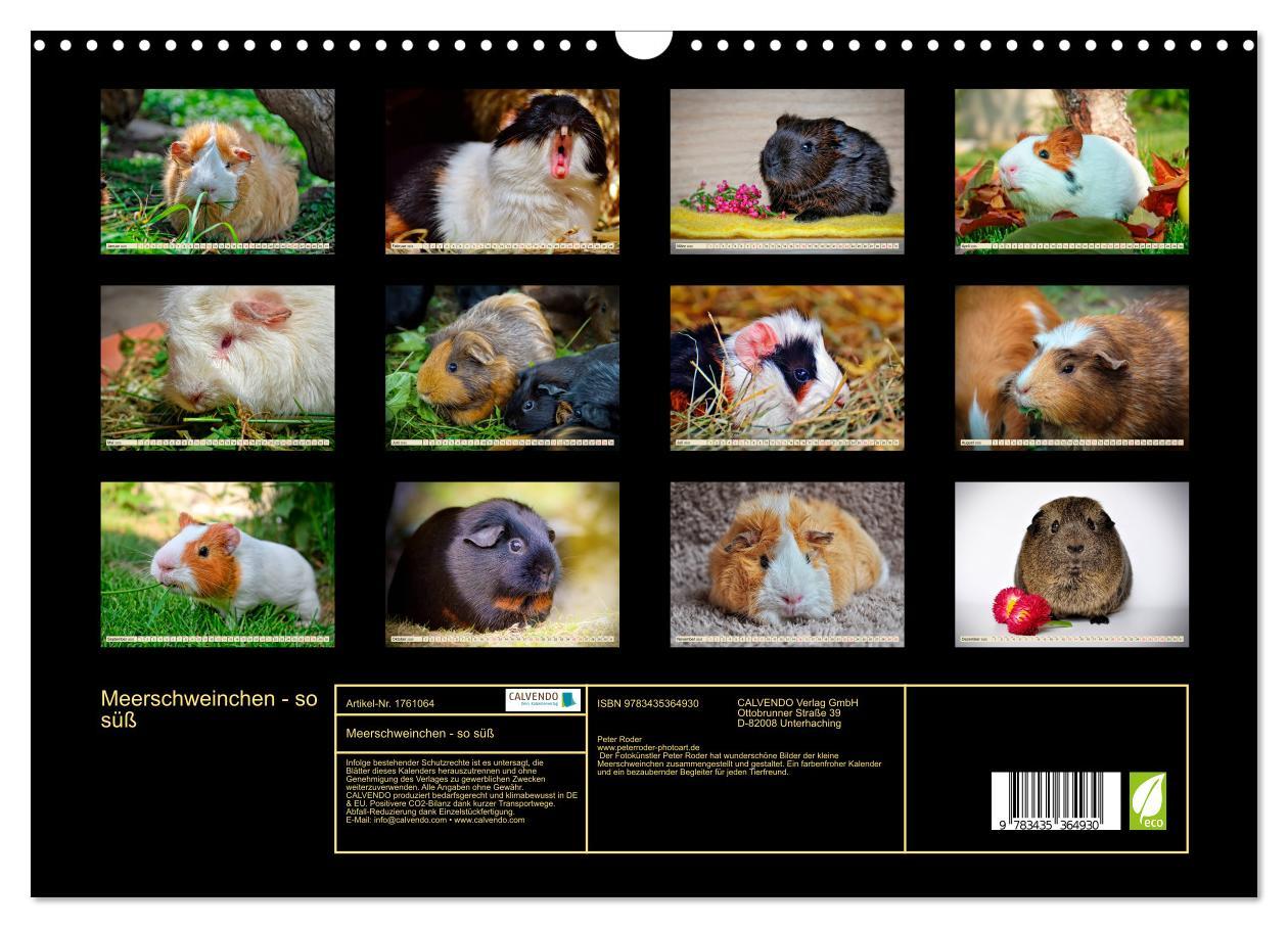 Bild: 9783435364930 | Meerschweinchen - so süß (Wandkalender 2025 DIN A3 quer), CALVENDO...