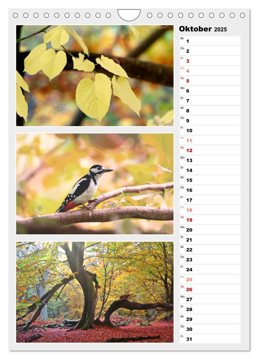 Bild: 9783435889877 | Zauberhafte Farben der Natur (Wandkalender 2025 DIN A4 hoch),...