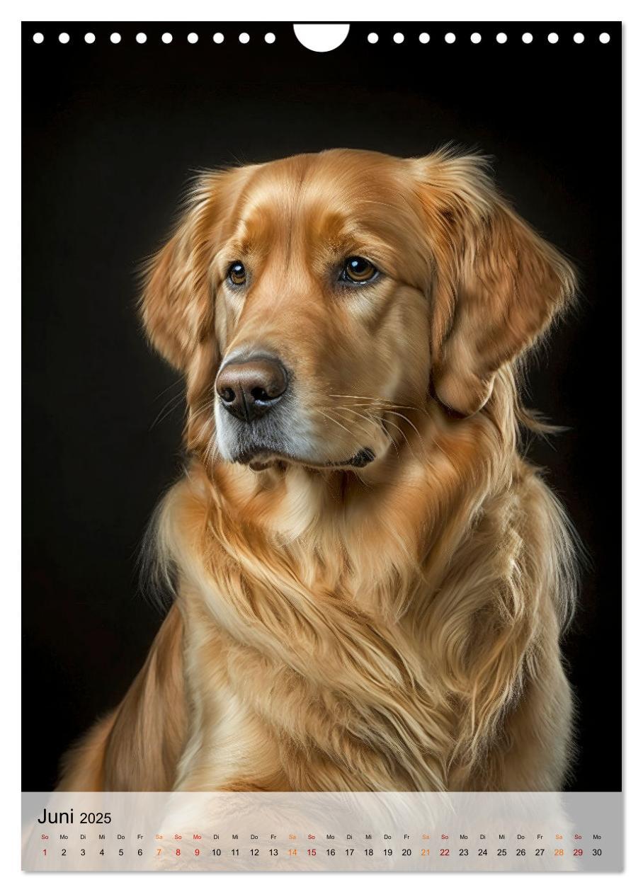 Bild: 9783435881246 | Golden Retriever - ein Hund für die Familie (Wandkalender 2025 DIN...