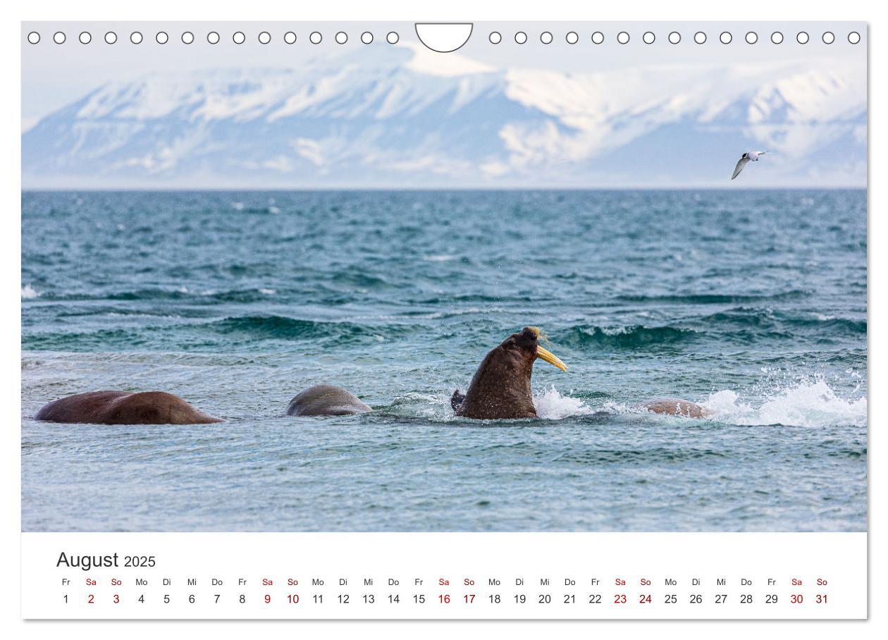 Bild: 9783457228692 | Spitzbergen - Eis, Eisbären und mehr (Wandkalender 2025 DIN A4...