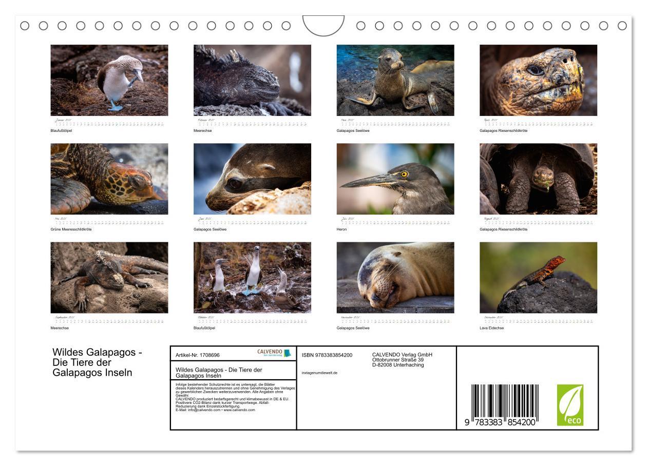 Bild: 9783383854200 | Wildes Galapagos - Die Tiere der Galapagos Inseln (Wandkalender...