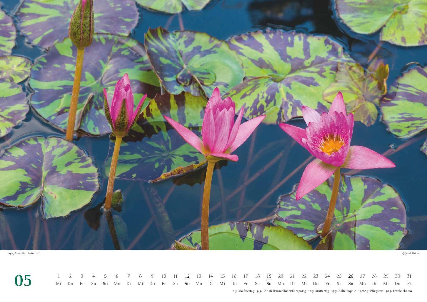Bild: 4250809651118 | Seerosen 2024 - Bildkalender 42x29,7 cm - Blumenkalender im...