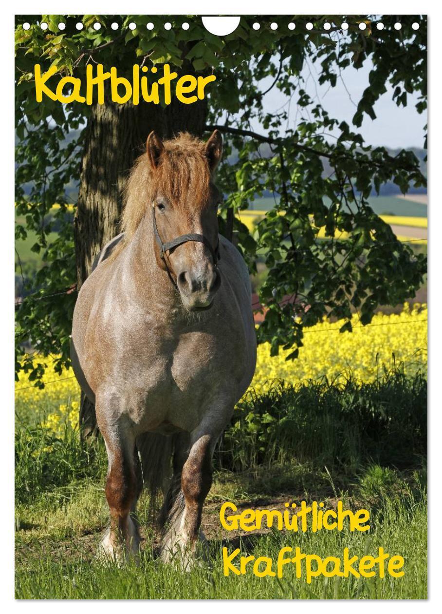 Cover: 9783675707047 | Kaltblüter (Wandkalender 2024 DIN A4 hoch), CALVENDO Monatskalender
