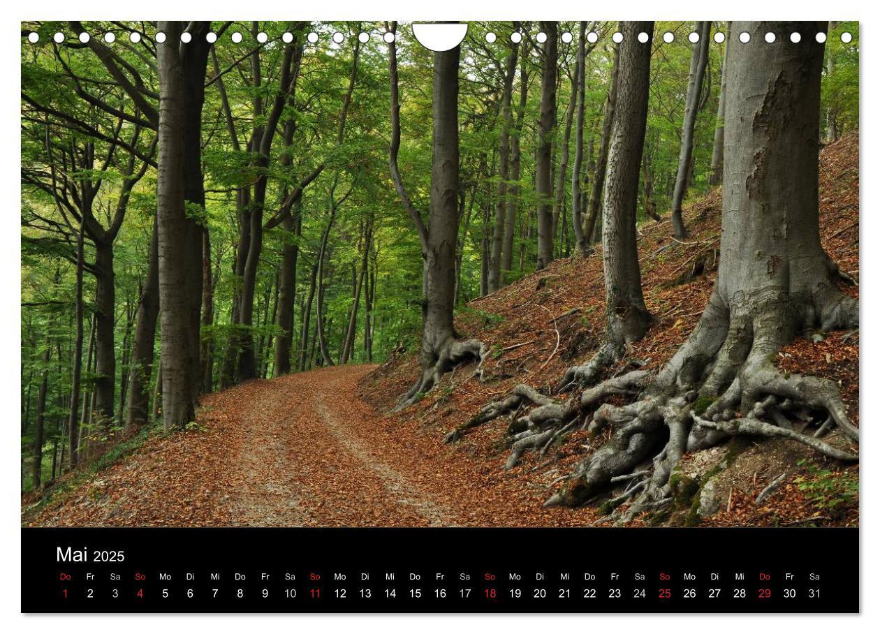 Bild: 9783435837137 | Wurzelwerke (Wandkalender 2025 DIN A4 quer), CALVENDO Monatskalender