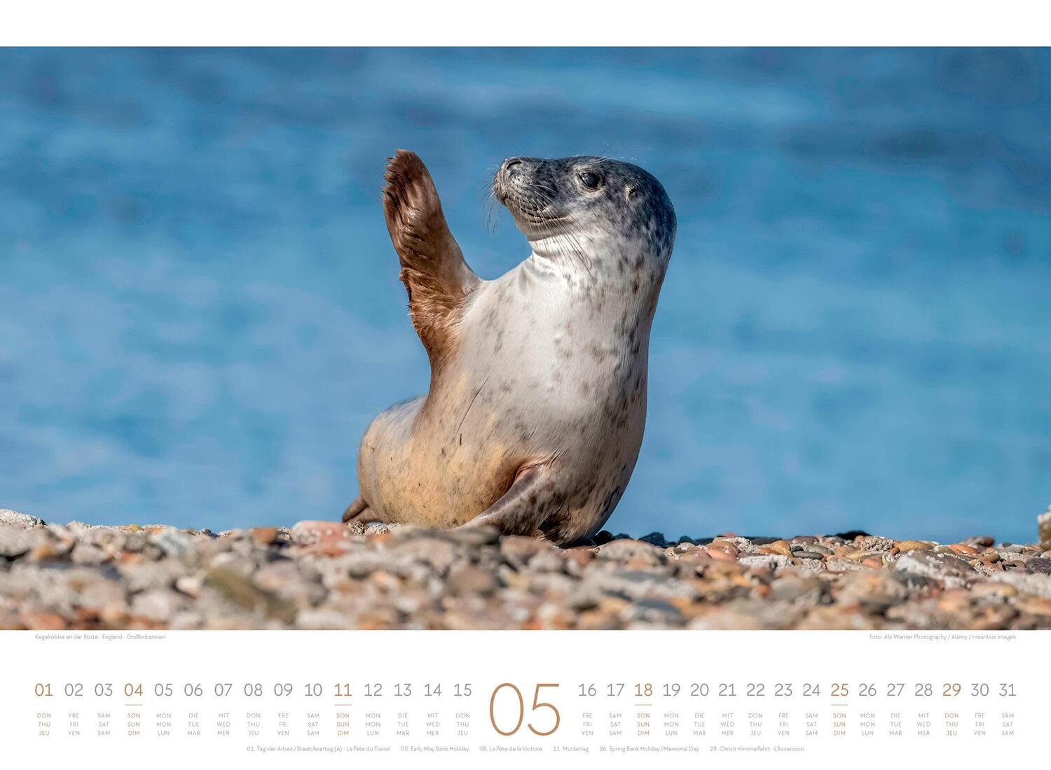 Bild: 9783838425771 | Tage am Meer Kalender 2025 | Ackermann Kunstverlag | Kalender | 14 S.