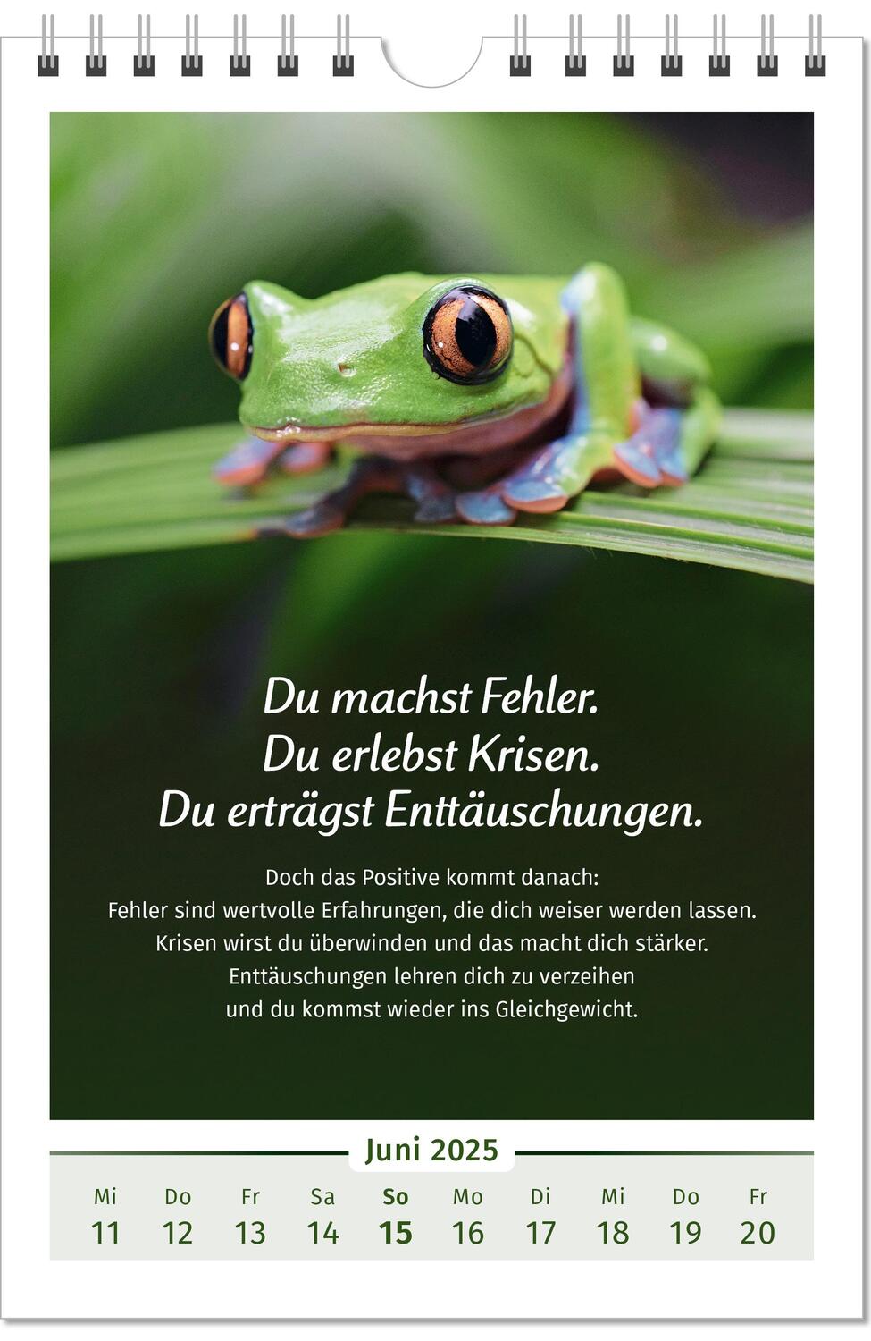 Bild: 9783910294110 | Der Lebensfreude-Kalender 2025 im Großformat | Doris Wolf (u. a.)