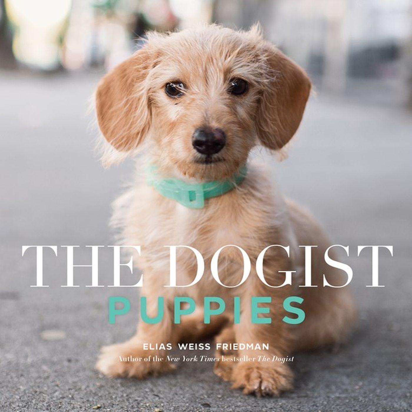 Cover: 9781579658694 | The Dogist Puppies | Elias Weiss Friedman | Taschenbuch | Englisch