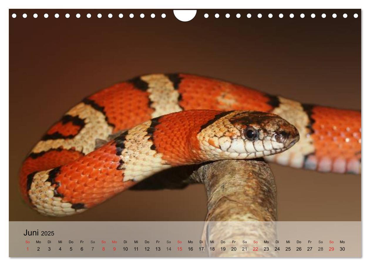 Bild: 9783435625727 | Reptilien Schlangen, Echsen und Co. (Wandkalender 2025 DIN A4...