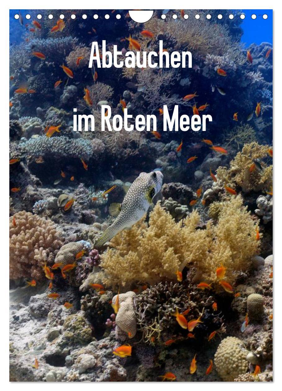 Cover: 9783457030523 | Abtauchen im Roten Meer (Wandkalender 2025 DIN A4 hoch), CALVENDO...