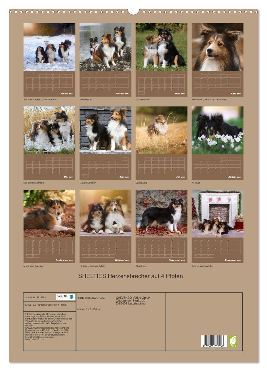 Bild: 9783457012536 | SHELTIES Herzensbrecher auf 4 Pfoten (Wandkalender 2025 DIN A2...