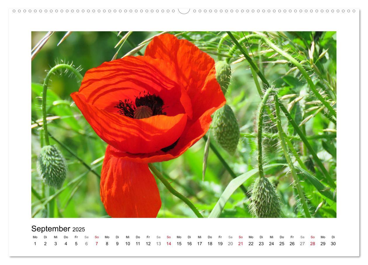 Bild: 9783435135431 | Mohn, zarte Blüten, starke Farben (Wandkalender 2025 DIN A2 quer),...