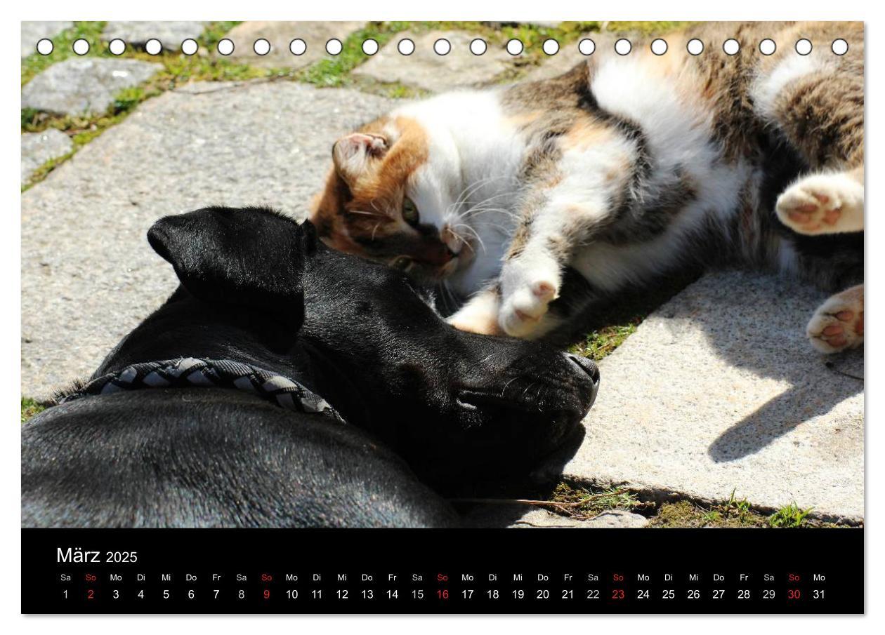 Bild: 9783435661275 | Der schwarze Hund und seine Freunde (Tischkalender 2025 DIN A5...