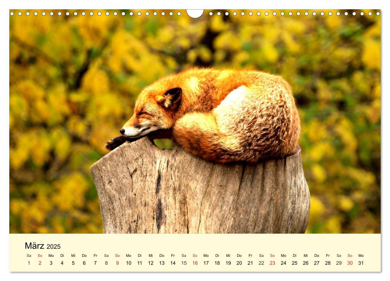 Bild: 9783435176168 | Scheue Wildtiere in heimischen Wäldern und Bergen (Wandkalender...