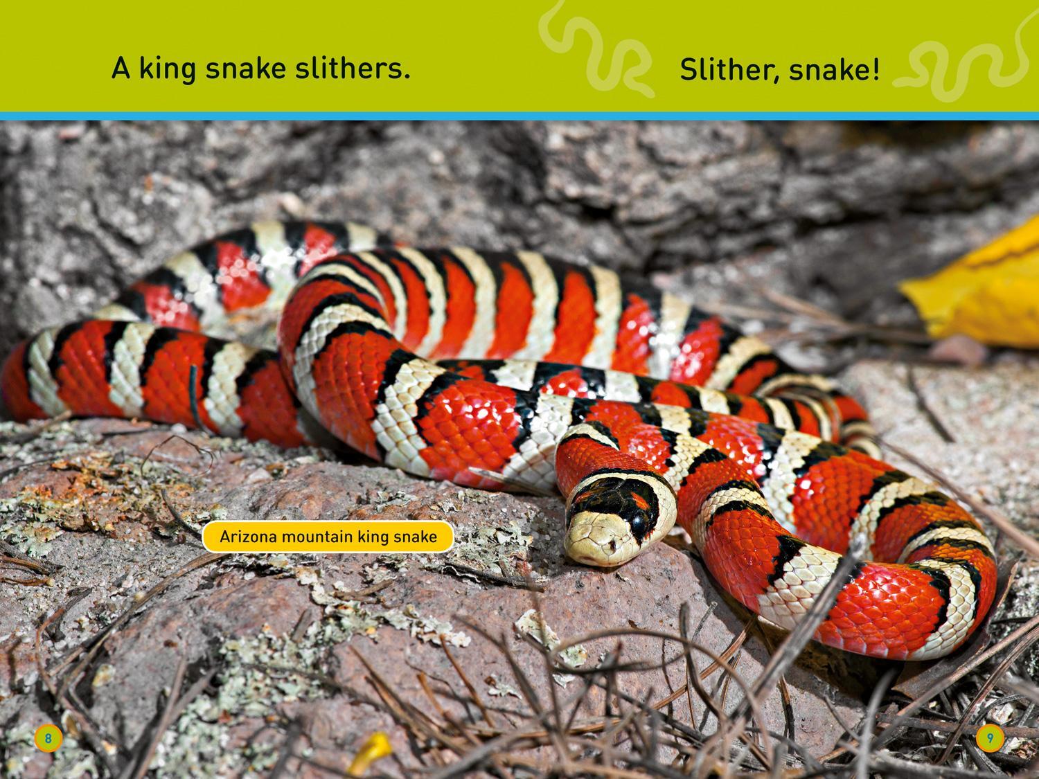 Bild: 9780008266561 | Slither, Snake! | Level 1 | Shelby Alinsky (u. a.) | Taschenbuch