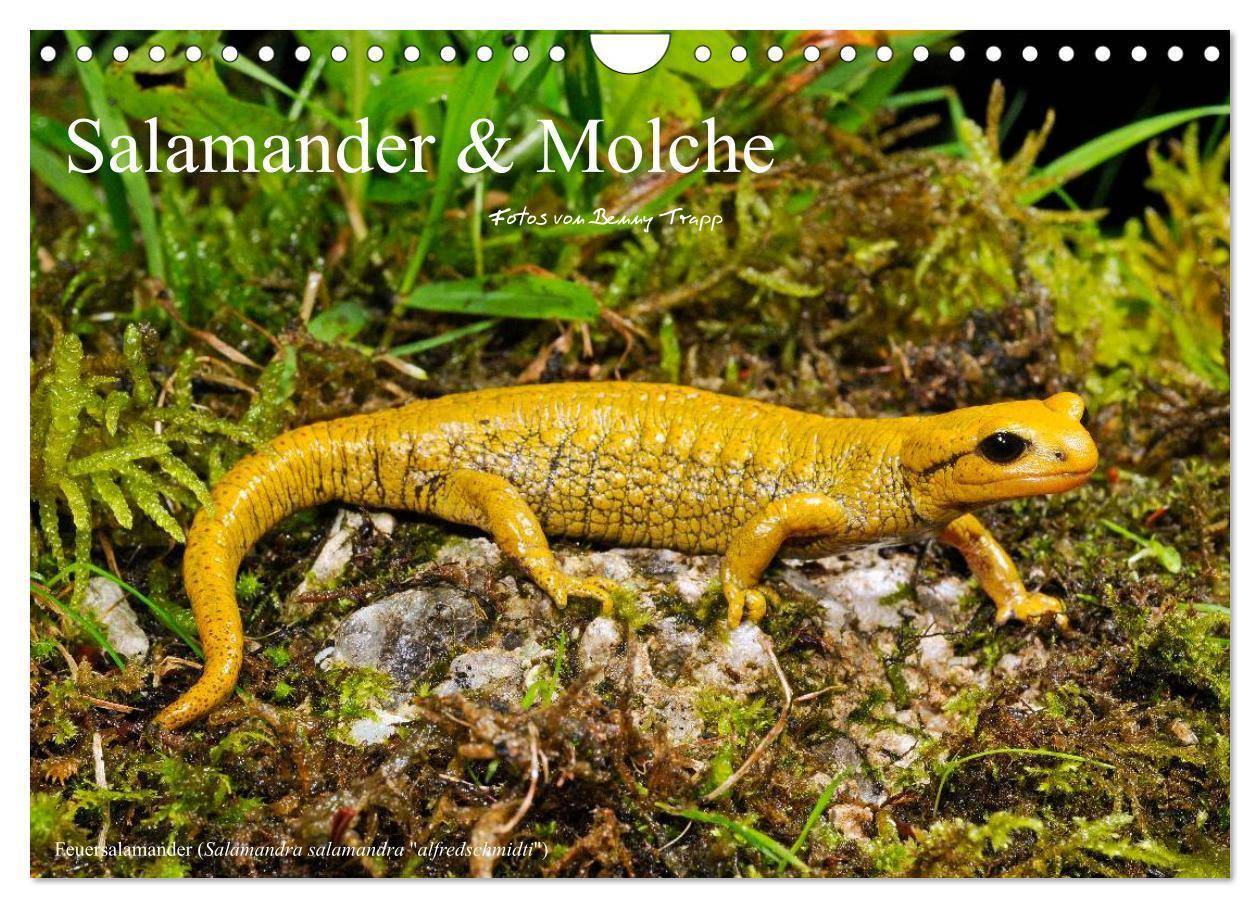 Cover: 9783383562686 | Salamander und Molche (Wandkalender 2024 DIN A4 quer), CALVENDO...